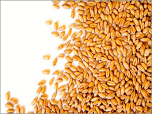 Organic Wheat