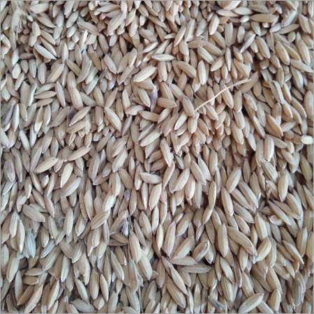 Paddy Seed