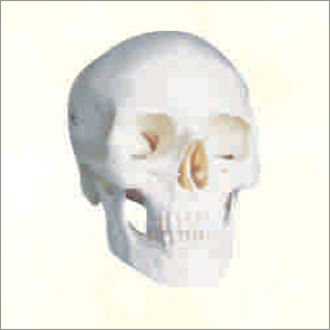Adult Skull Life Size Power: No