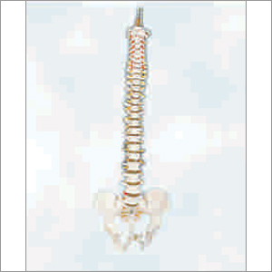 Vertebral Column with Pelvis - Life Size 85cm | White Laboratory Use Warranty Included