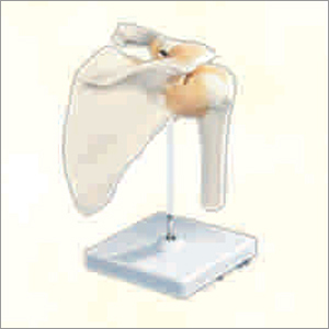 Shoulder Joint Life Size Power: No