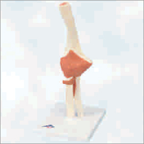 Elbow Joint Life Size Power: No