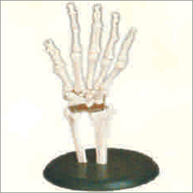 Hand Joint Life Size Equipment Materials: Pvc