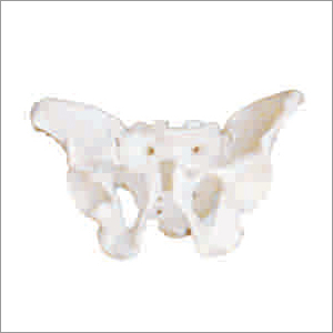 Adult Male Pelvis - PVC Material, White Color | Includes Warranty