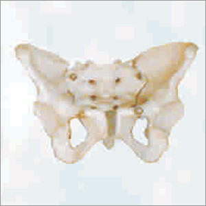 Pvc Adult Female Pelvis