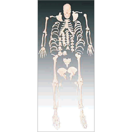 Pvc Disarticulated Human Skeleton (200 Bones)
