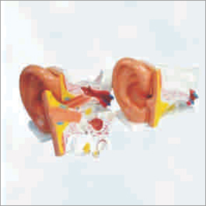 Pvc Giant Ear Model New Style at Best Price in Bellary | Gayathri ...