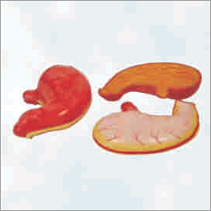 Pvc Stomach Model