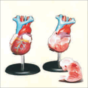 Pvc Heart Model Life Size