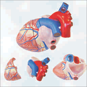 Pvc Jumbo Heart Model