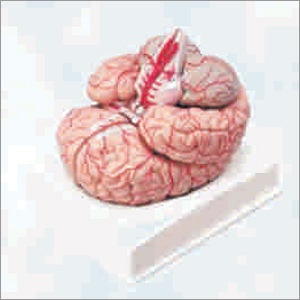 Pvc Brain With Arteries
