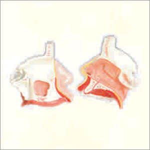 Pvc Nasal Cavity Model