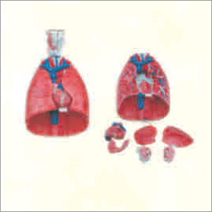 Larynx, Heart & Lungs Model - PVC Material, Red Color | Durable Design with Warranty Included