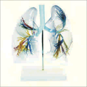 Pvc Transparent Lung Segment
