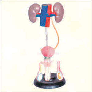 Pvc Male Urogenital System