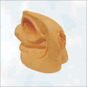 Pvc Advanced Female Internal & External Organs