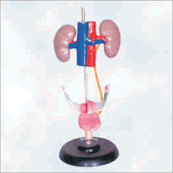 Female Urogenital System - PVC Material, Multi-Color Design | Warranty Included, Urogenital Type Features
