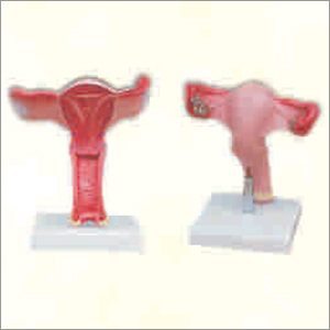 Pvc Magnified Uterus Model