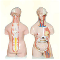 Family Planning Models - PVC Skeleton Design | White Color, Warranty Included