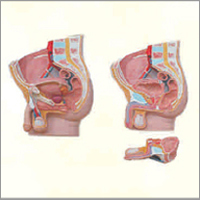 Pvc Human Male Pelvis Section (2 Part)