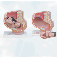 Pvc Human Female Pelvis Section (4 Part)
