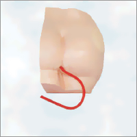 Pvc Plastic Magnified Uterus Model