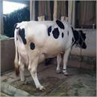 Indian HF Cow