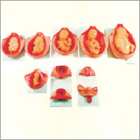 Pvc Development Process For Fetus Model