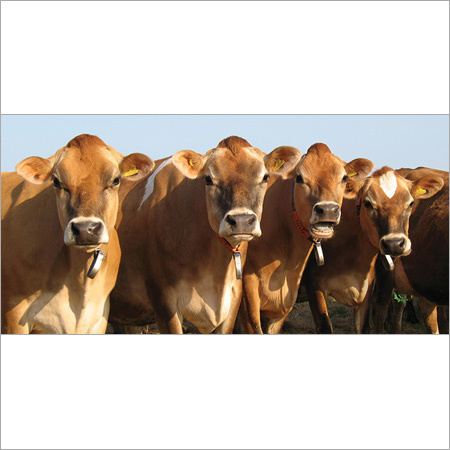Indian Jersey Cow