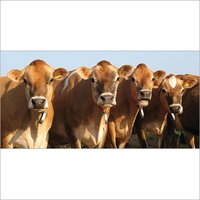 Indian Jersey Cow