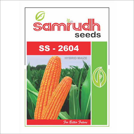 Hybrid Maize
