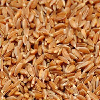 Samba Wheat