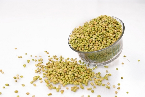 Big Grain single parrot coriander seeds