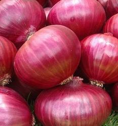 Nasik Onion