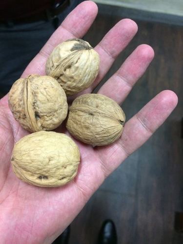 Kashmiri Walnut