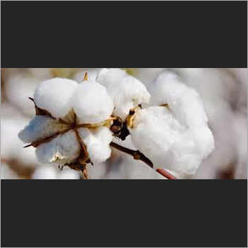 Raw Cotton