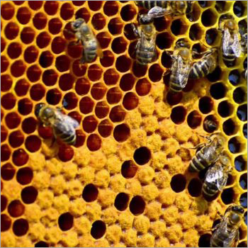 Bee Pollen Bee Pollen