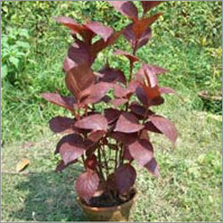 Acalypha Acalypha