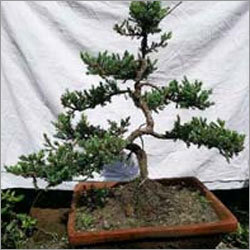 Bonsai Tree Bonsai Tree