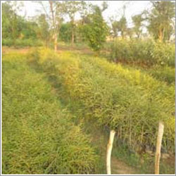 Amla Plants Amla Plants