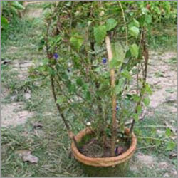 Climber Plants Climber Plants