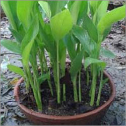 Plant Saplings Plant Saplings