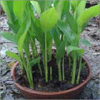 Plant Saplings