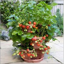 3 Tier Strawberry Planter 3 Tier Strawberry Planter