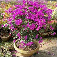 Bougainvillea Plant