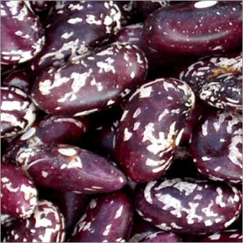 Kidney Bean (Variegated)