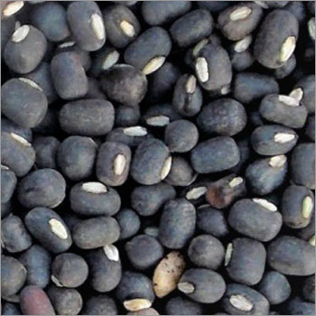Black Gram (Urad)