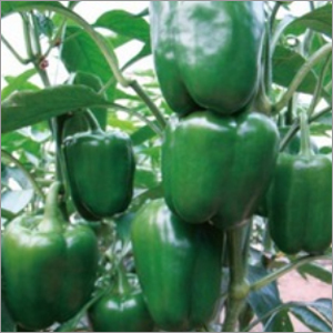 Sweet Pepper Seeds