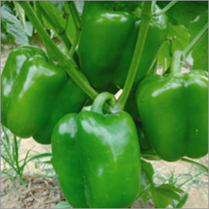 Hybrid Sweet Pepper Seeds