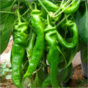 Hot Pepper Seeds